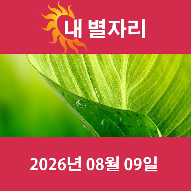 2026년8월9일의 일일 운세 예측