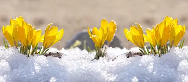 운세 날짜 일요일 25 1월 2026