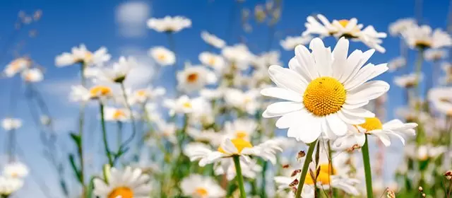 운세 날짜 일요일 15 3월 2026