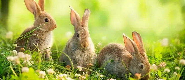 운세 날짜 수요일 15 4월 2026