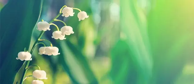 운세 날짜 금요일 1 5월 2026