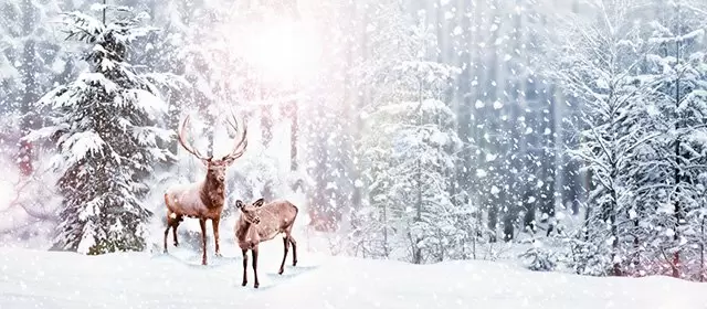 운세 날짜 수요일 17 12월 2025